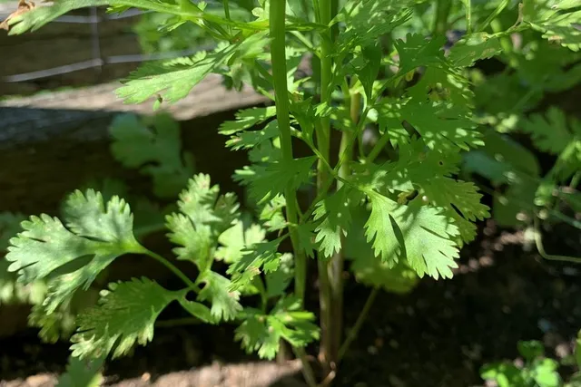 cilantro
