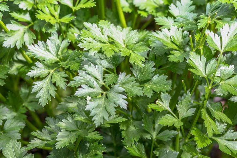 Parsley (Petroselinum crispum)