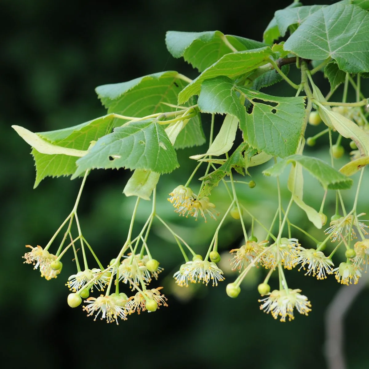 Tilia (Tilia spp.)
